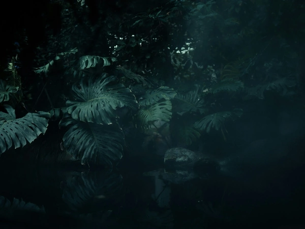 Palm forrest with fog