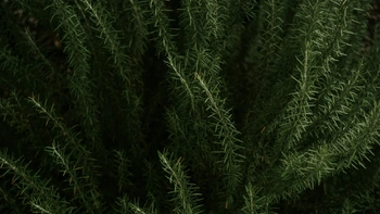 Picture of lush green palms