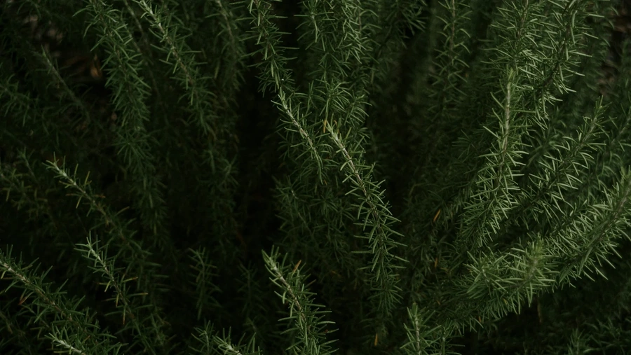 Picture of lush green palms