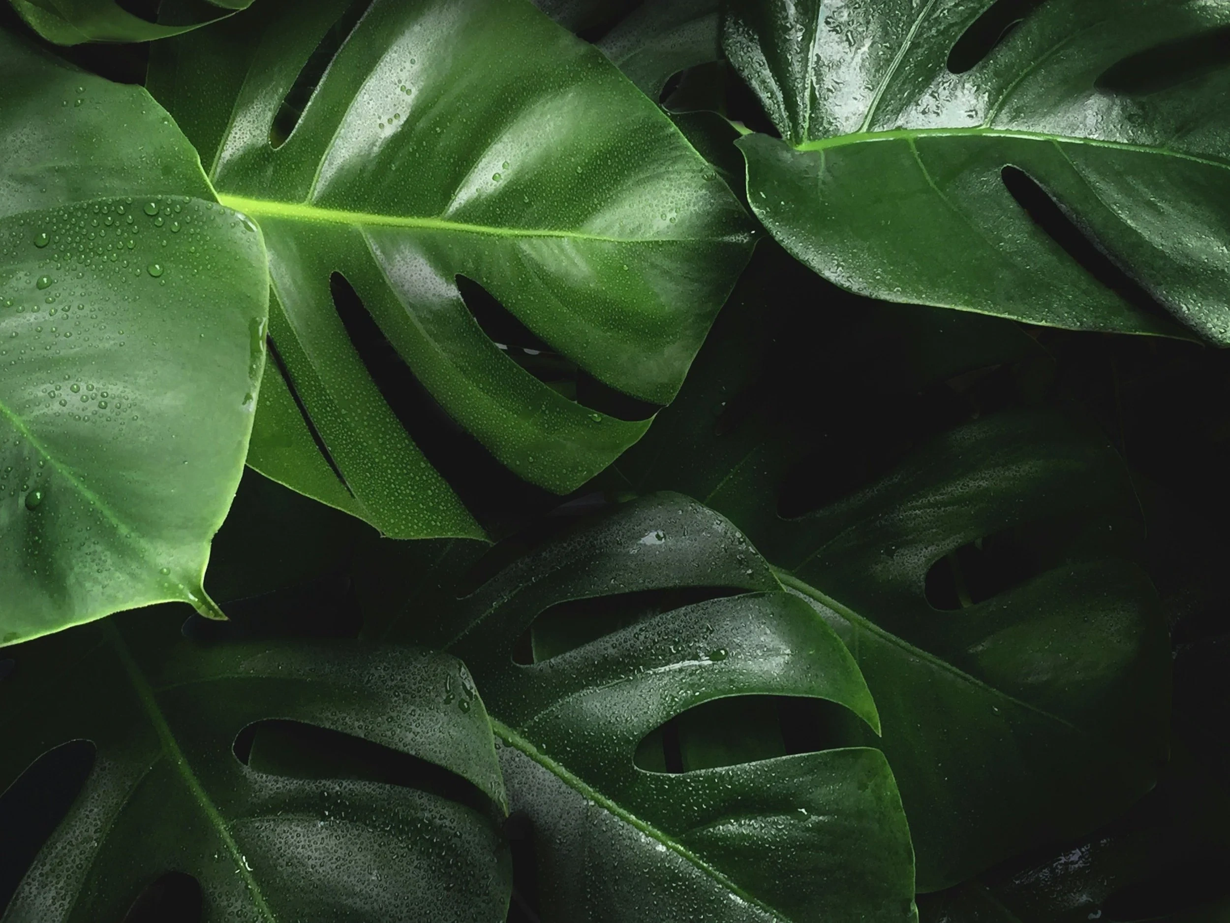 Picture of lush green palms