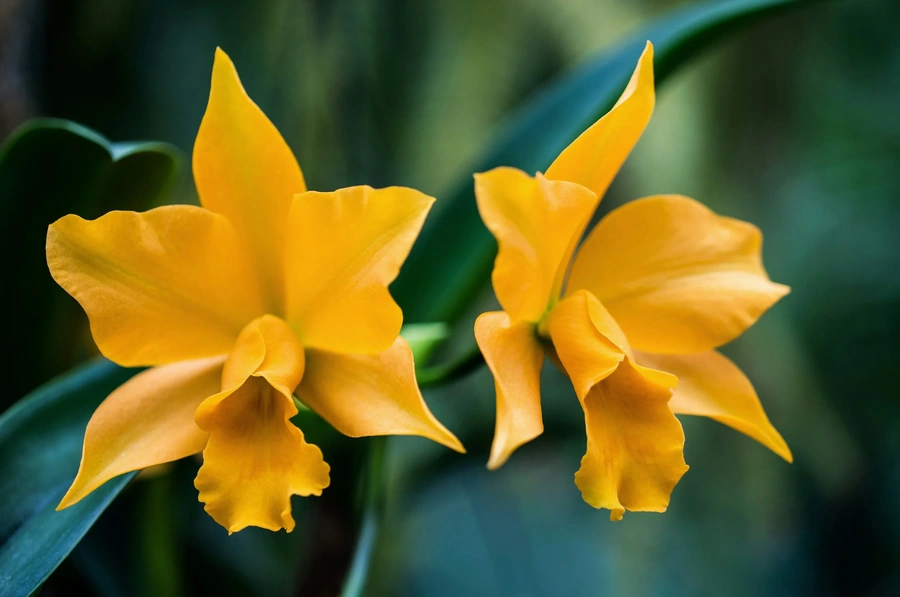 Two yellow flowers