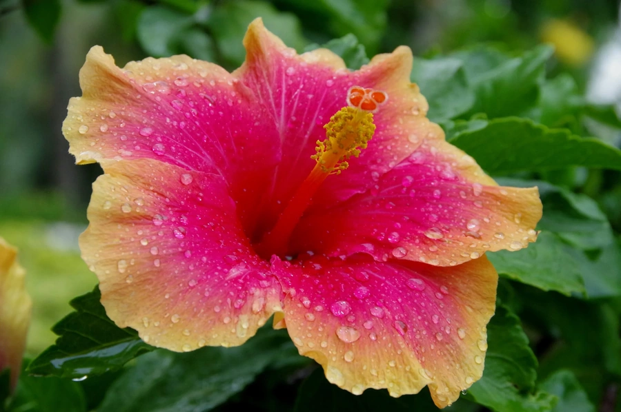 Pink and yellow hibiscus