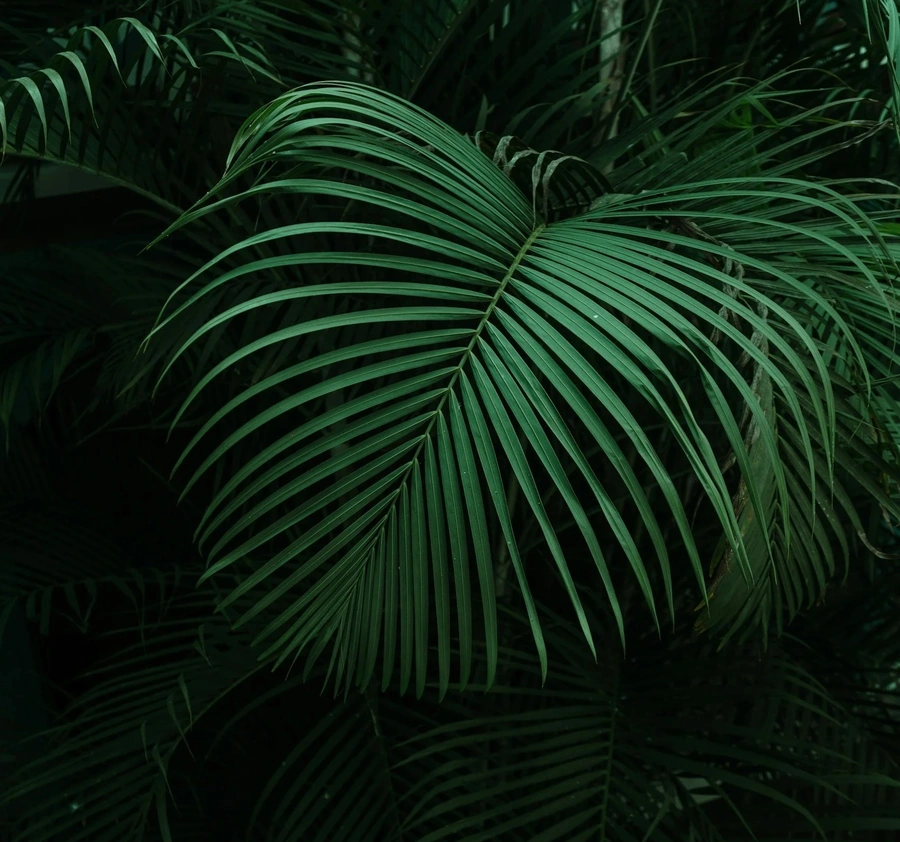 Green palm in dark forest
