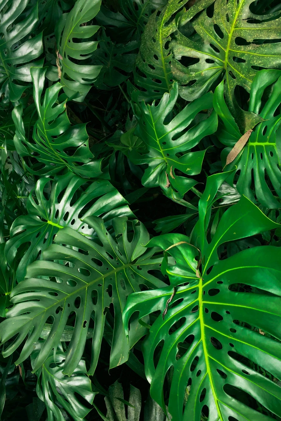 Green leaves of bush with large leaves