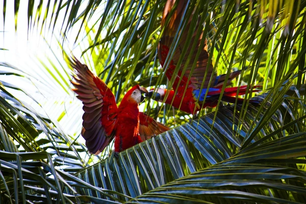 Two colorful birds fighting over food in palm trees