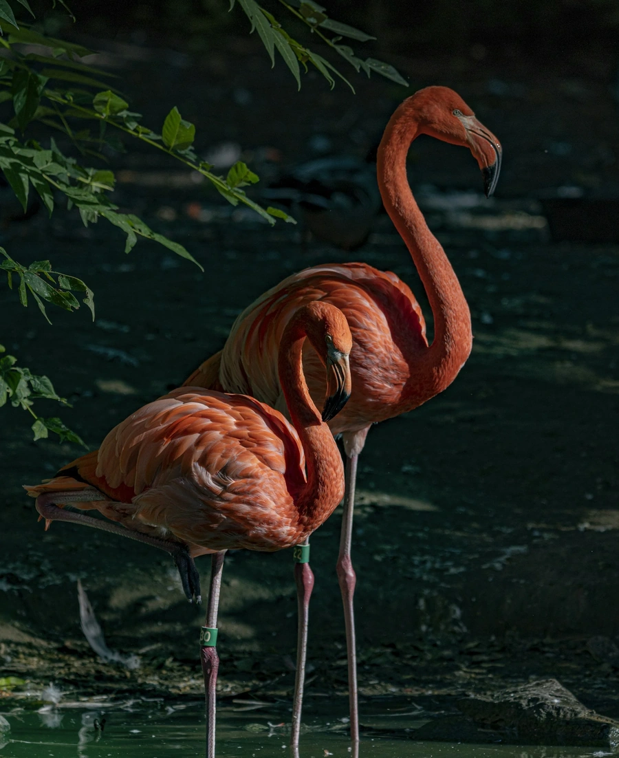 Pink flamingos in a green forrest