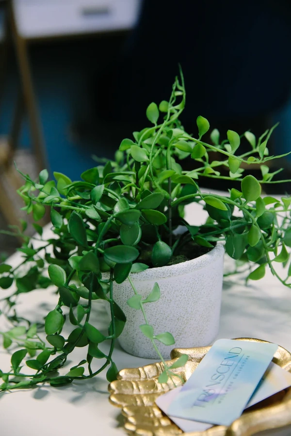 A plant on the coffee table of Selva's therapy room