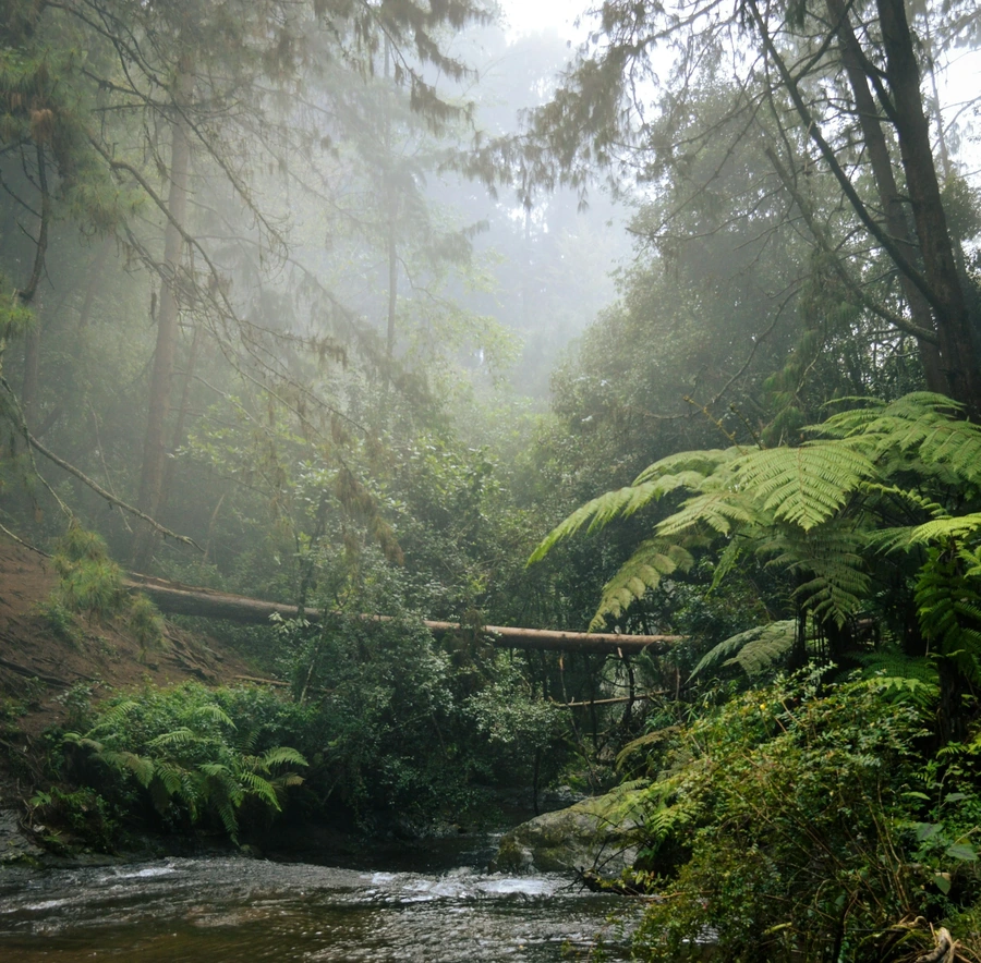 Creek in the middle of a rainforest