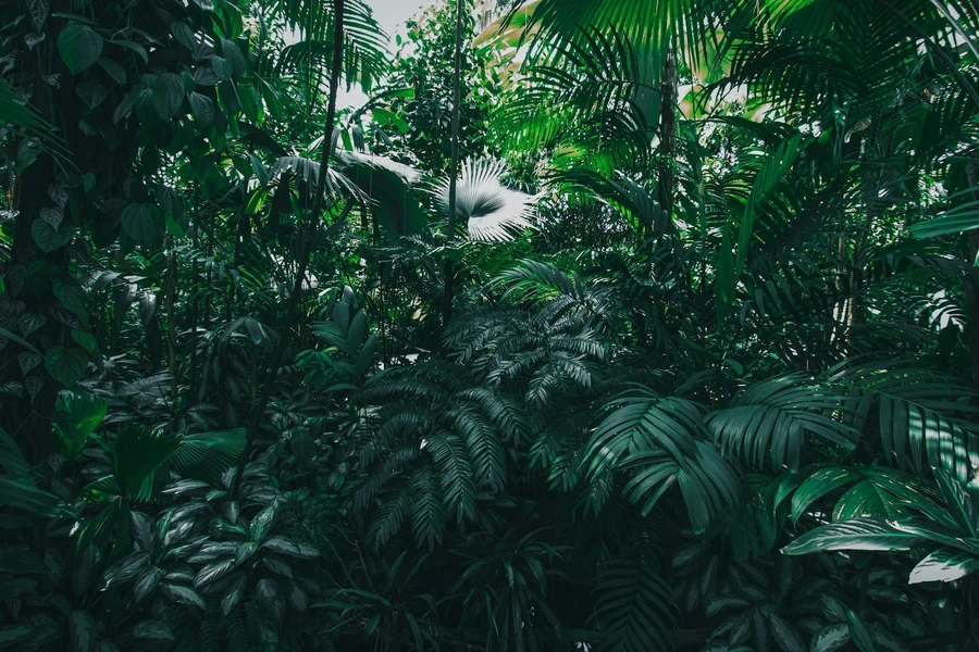 Picture of lush green palms