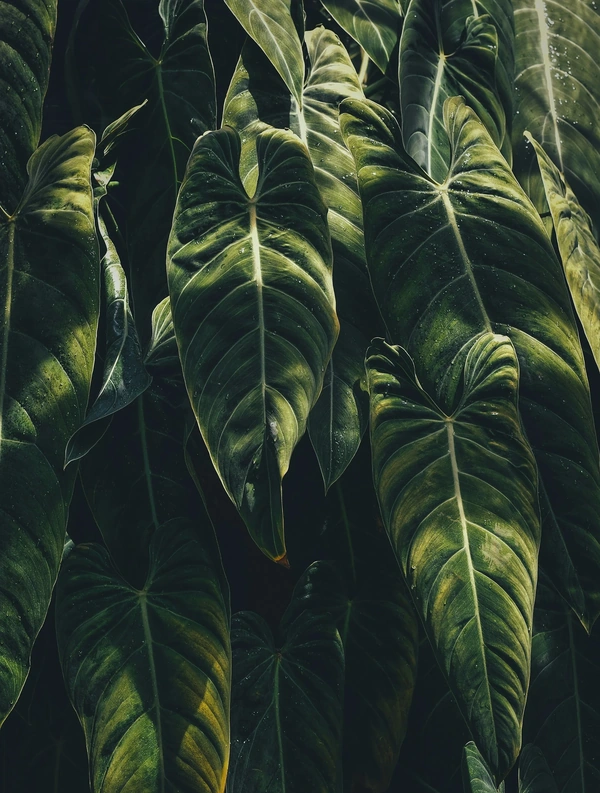 Banana Tree leaves in the sun