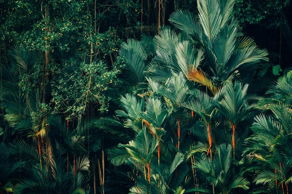 Green forrest with trees and palm trees
