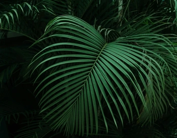 Large green palm frond