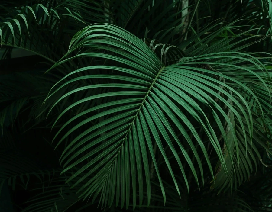 Large green palm frond
