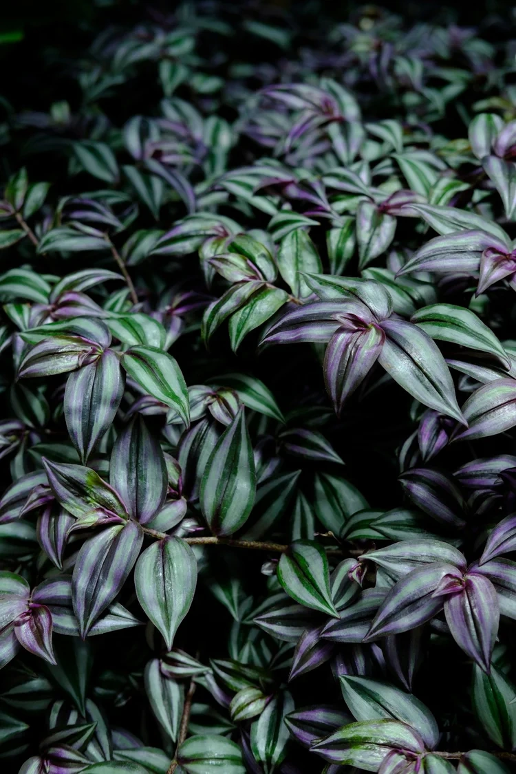 Purple and green leaves of a bush