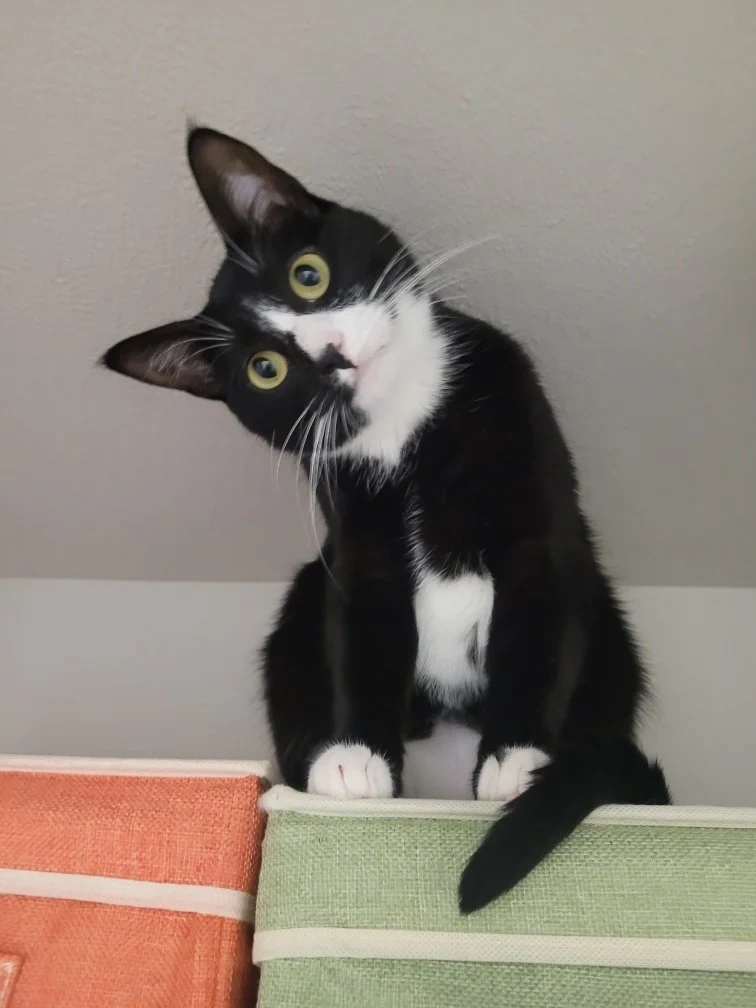 Photo of Sonya Gao's cat