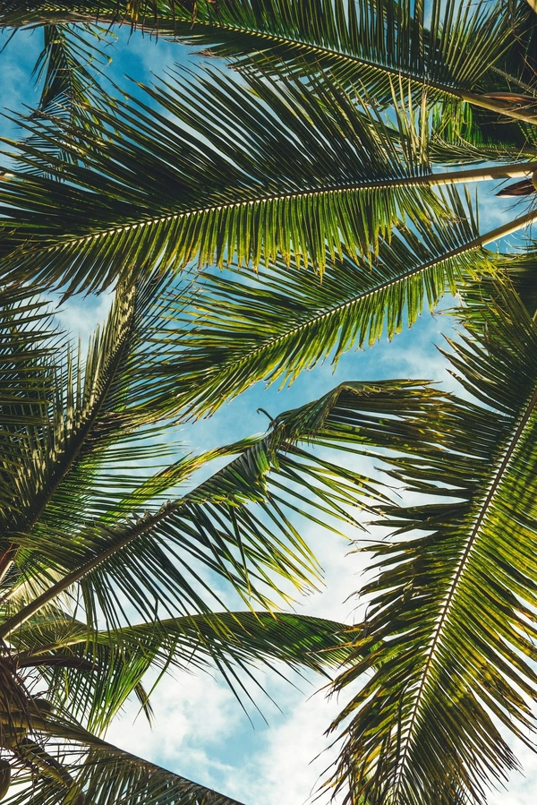 View of palm trees from underneath