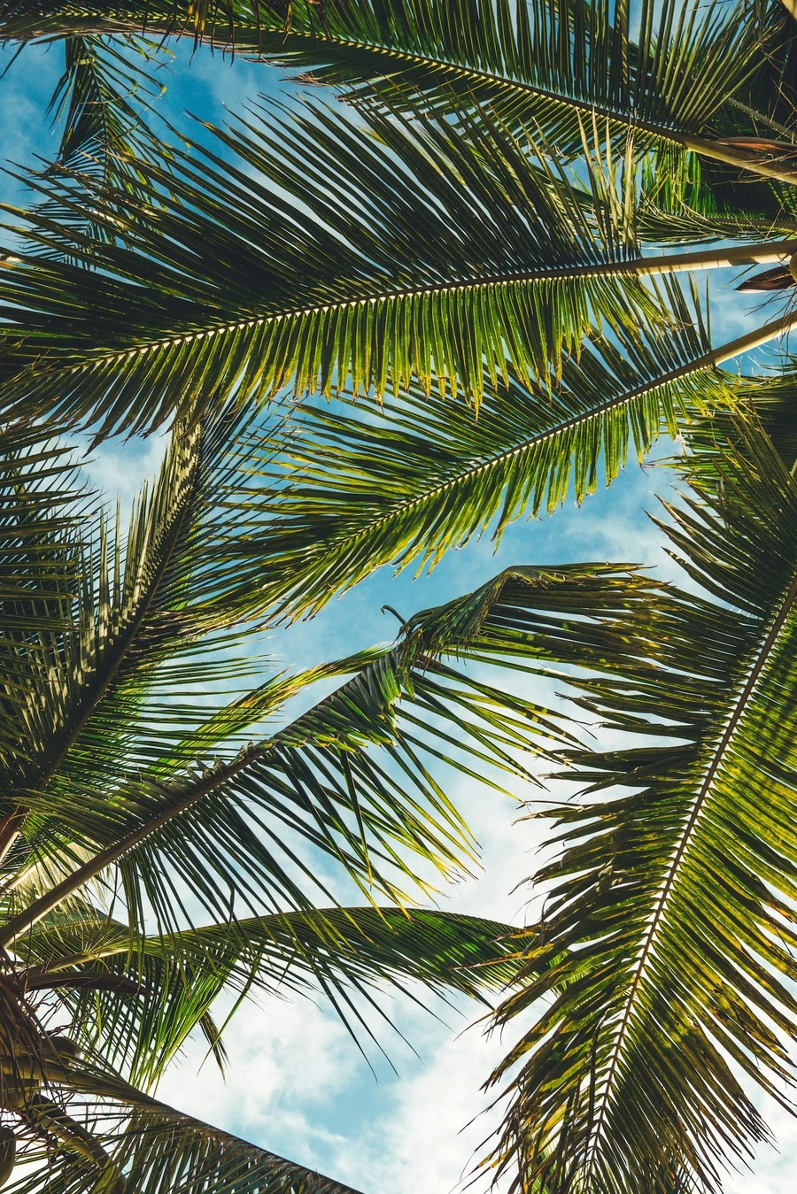View of palm trees from underneath