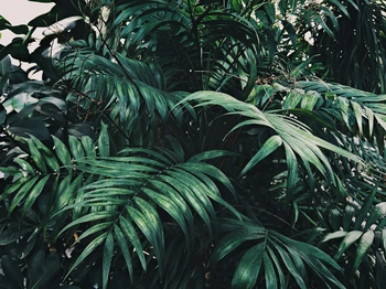 Picture of lush green palms