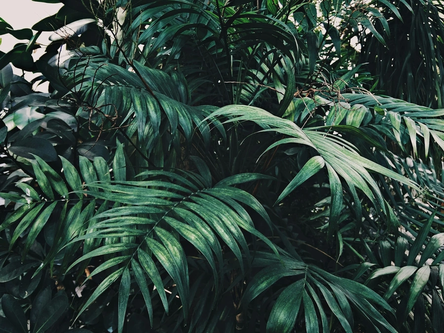 Picture of lush green palms