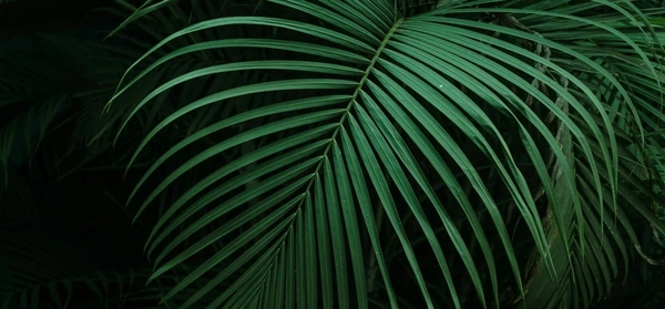 Close up of large green palm