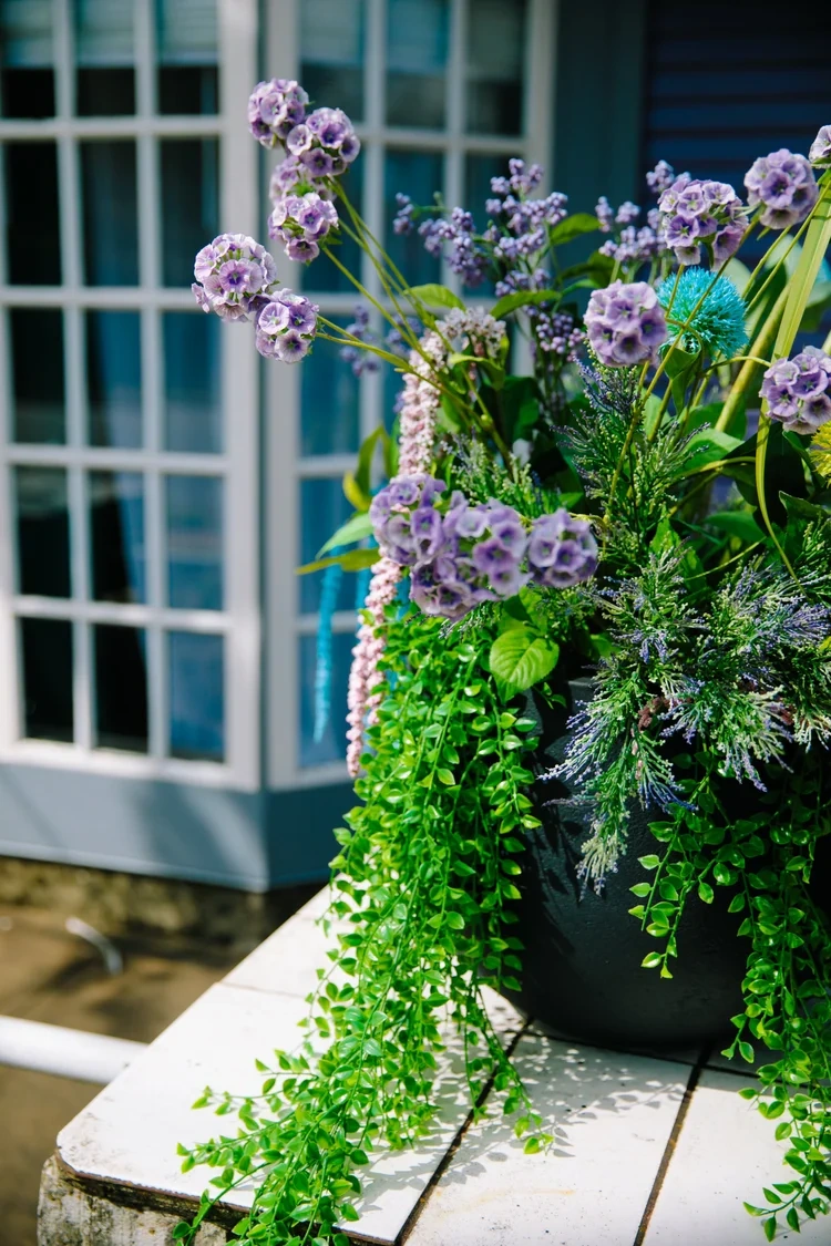 Plant in front of Selva Wellness Collective
