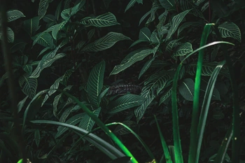 Picture of lush green palms