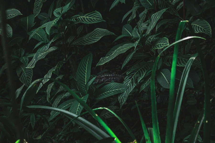 Picture of lush green palms