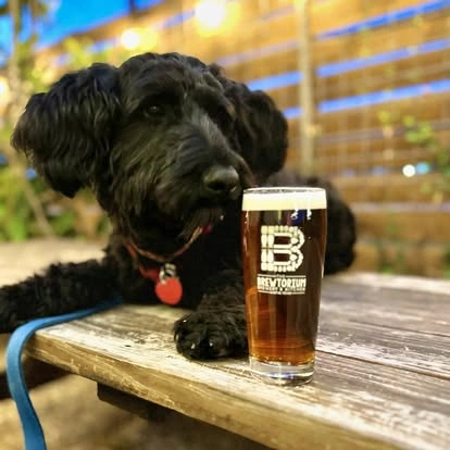 The Brewtorium dog sitting on a picnic table next to a beer
