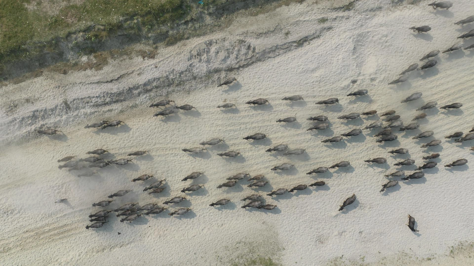 Aerial view of a buffalo herd walking across white sandy terrain, casting long shadows, photographed from above showing their natural movement pattern