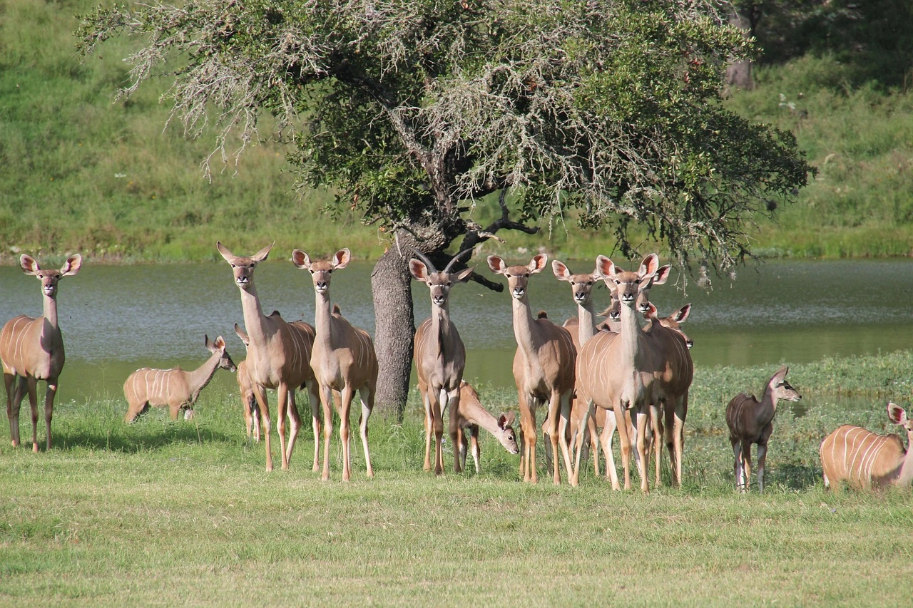 A group of Greater Kudu antelope gathered under a shady tree near a waterhole, featuring several females and young with their distinctive large ears and tan coats, standing in lush green grass