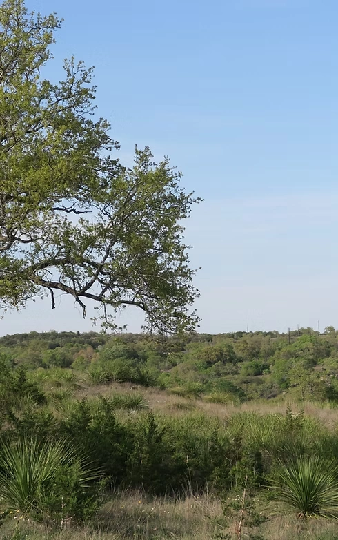Pecan Springs lot with tree